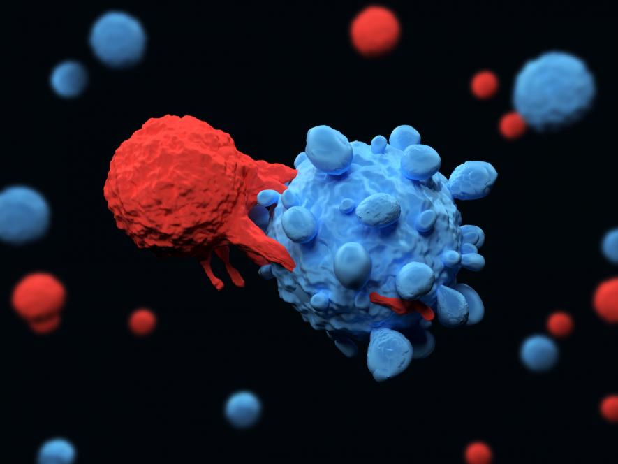 T-cell attacks cancer cell