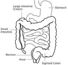 Diagram of an Intestine