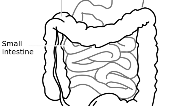 Diagram of an Intestine